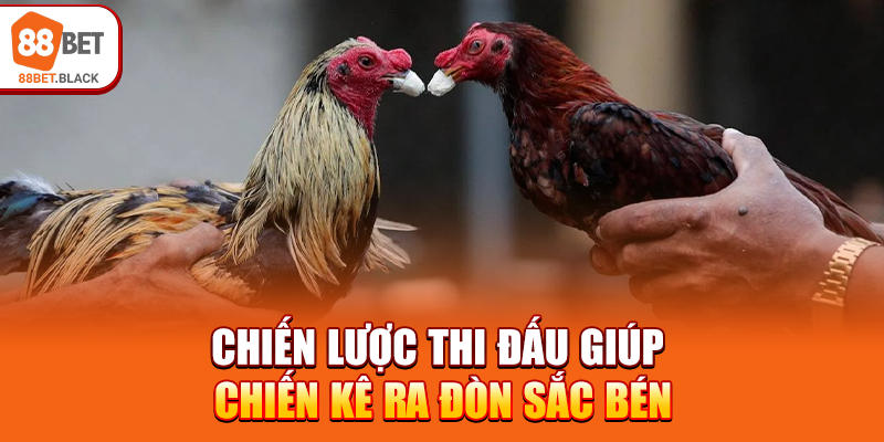 Chiến lược thi đấu giúp chiến kê ra đòn sắc bén