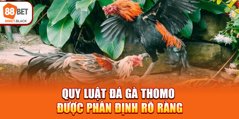 Quy luật đá gà Thomo được phân định rõ ràng